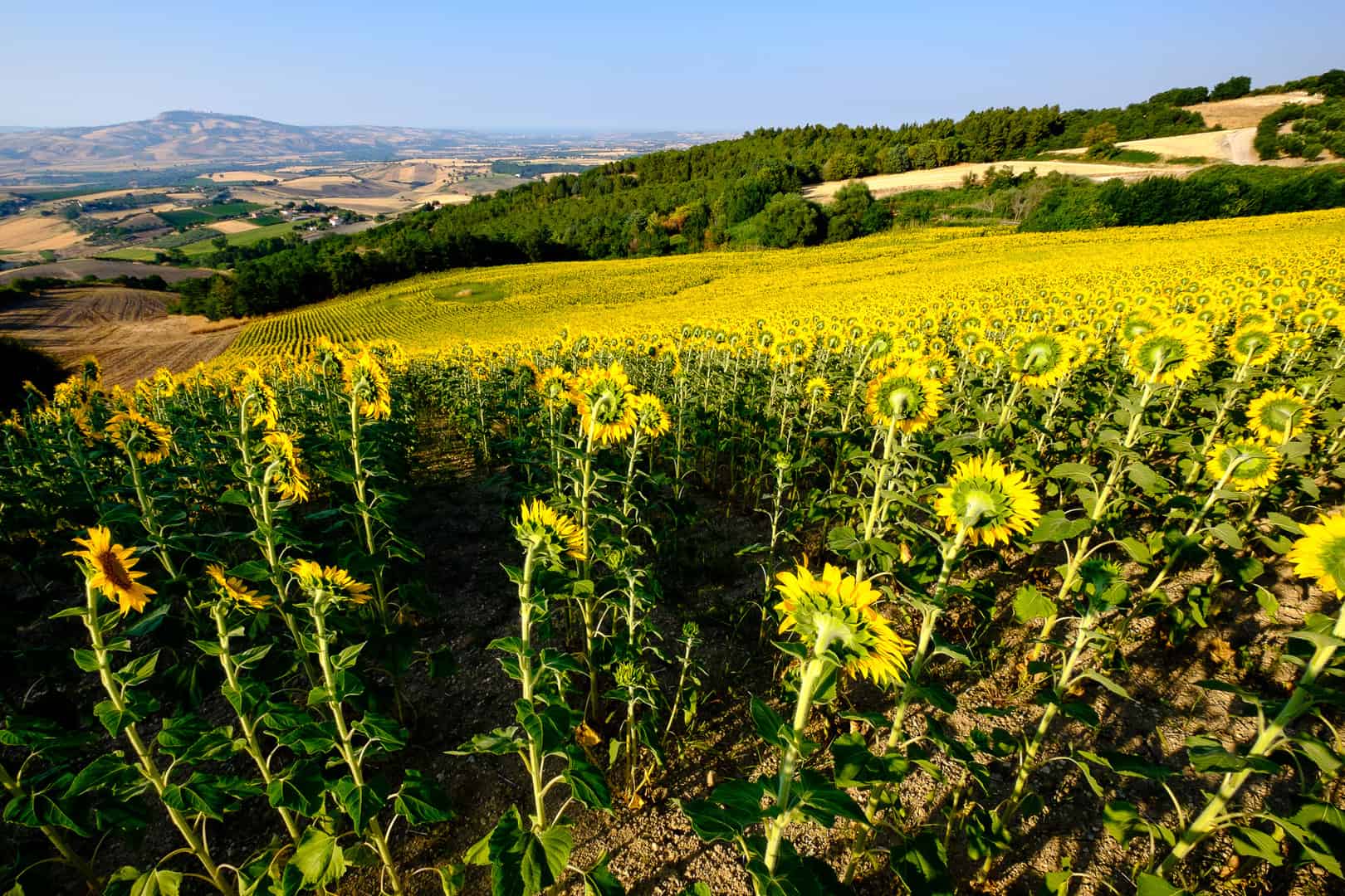 Featured image for “Słoneczniki w Molise”